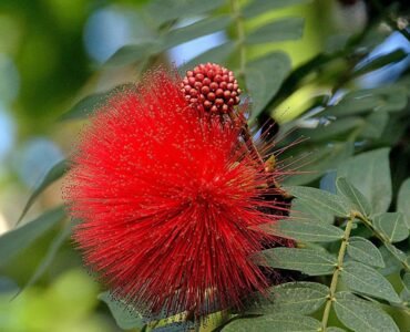 Calliandra-Powder-Puff-Red-Avenue-Trees Calliandra-Powder-Puff-Red-Avenue-Trees