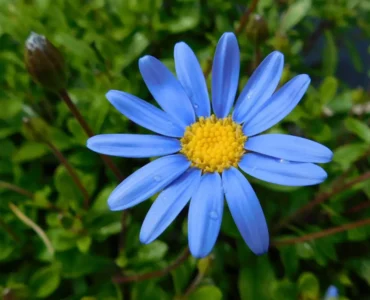 Felicia_heterophylla_forever_blue-1024x803 Felicia_heterophylla_forever_blue-1024x803