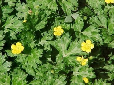 Creeping Buttercup
