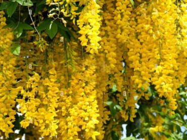 Golden Cascade or  Nong Nooch Vine