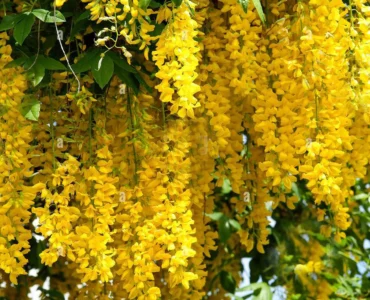 GoldenCascade-veliyathgardens1 GoldenCascade-veliyathgardens1