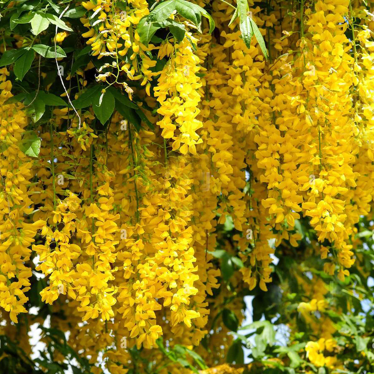 Golden Cascade or Nong Nooch Vine