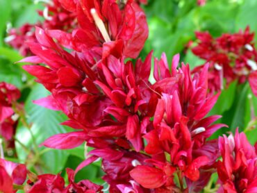 Brazilian Red Cloak