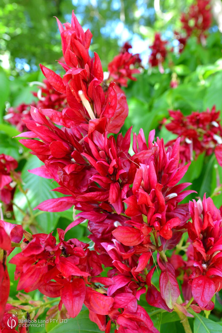 Brazilian Red Cloak