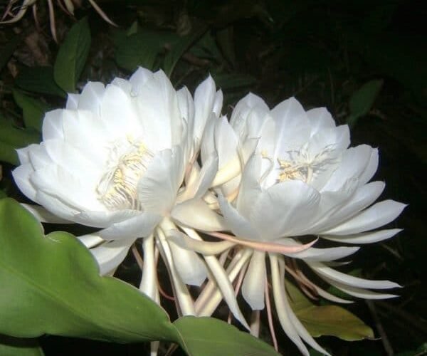 Night-Queen-5-600x600