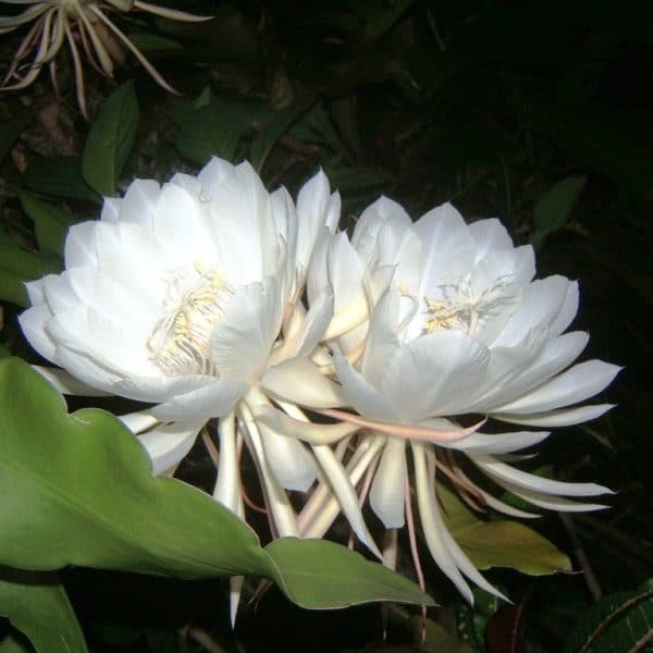 Nishagandhi