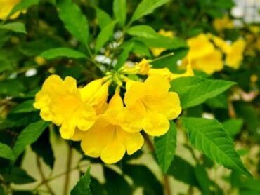 Tecoma Yellow