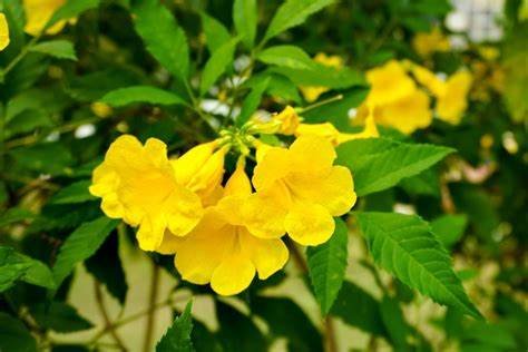 Tecoma Yellow