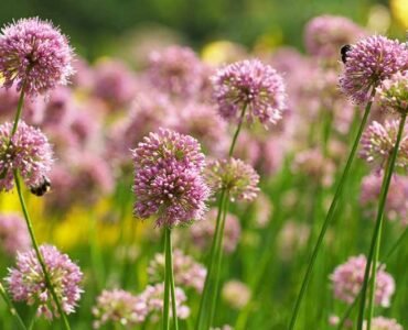 Pink-Garlic-Umbels-on-Scapes Pink-Garlic-Umbels-on-Scapes