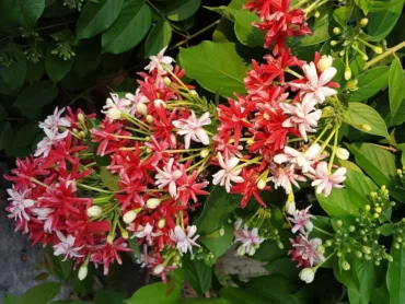 Rangoon creeper