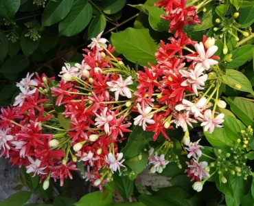 Rangoon-Creeper Rangoon-Creeper