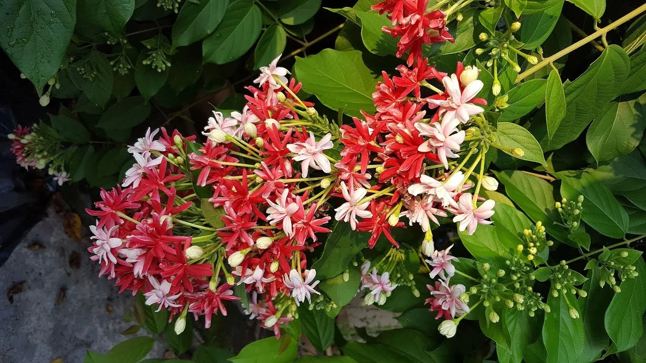 Rangoon creeper