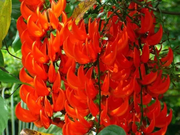 Red Jade Vine