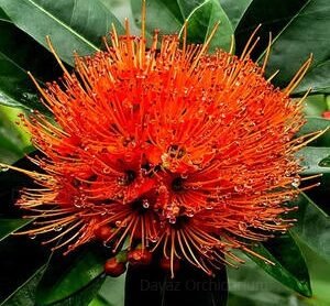 Rosida Red