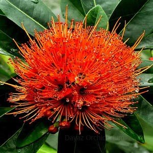 Rosida_red_Red_penda1_300x300 Rosida_red_Red_penda1_300x300