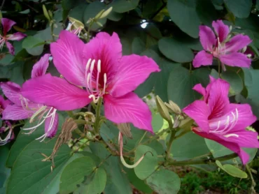 Mantharam Pink