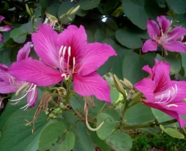 bauhinia-pink-seed2plant bauhinia-pink-seed2plant