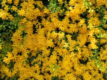 Cat’s claw vine