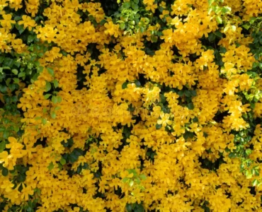 beautiful-yellow-flower-ivy-tree-fresh-green-leaves-background-cat-claw-creeper-bignoniaceae-180898199 beautiful-yellow-flower-ivy-tree-fresh-green-leaves-background-cat-claw-creeper-bignoniaceae-180898199