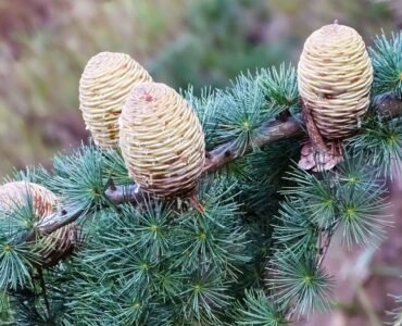 cedrus-deodara cedrus-deodara