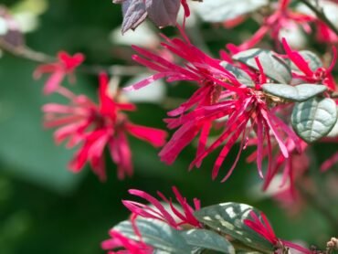 Loropetalum