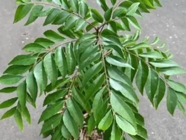 Curry Leaves
