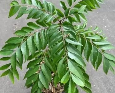 cloud-farm-hybrid-and-curry-leaves-curry-leaf-plant-200-mm-cf201123-product-images-orvpixxa8op-p602890836-0-202307021143 cloud-farm-hybrid-and-curry-leaves-curry-leaf-plant-200-mm-cf201123-product-images-orvpixxa8op-p602890836-0-202307021143