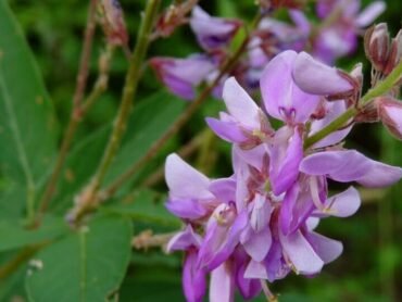 Desmodium
