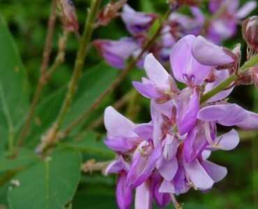 desmodium1 desmodium1