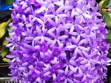 Bush Petrea