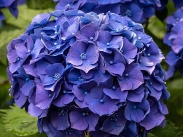 Hydrangea