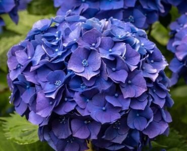 giant-blue-mophead-hydrangea-macrophylla-pimpernel-large-flowered-mophead-hydrangea-xxxl-plants-fcf giant-blue-mophead-hydrangea-macrophylla-pimpernel-large-flowered-mophead-hydrangea-xxxl-plants-fcf