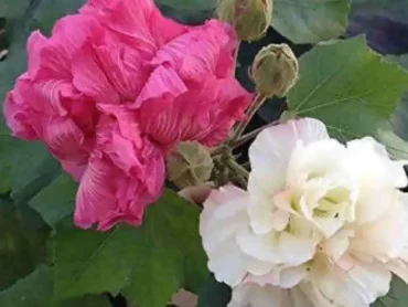 Change Rose