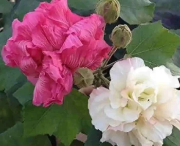 green-world-plant-sthal-kamal-changeable-rose-cotton-buy-confederate-rose-plant-online-38606444101847_1080x green-world-plant-sthal-kamal-changeable-rose-cotton-buy-confederate-rose-plant-online-38606444101847_1080x