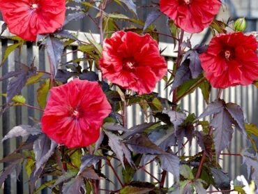 Rose Mallow Red