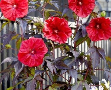 hibiscus-moscheutos-red-wine-dark-red-rose-mallow-plant hibiscus-moscheutos-red-wine-dark-red-rose-mallow-plant