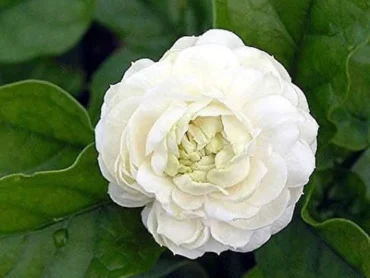 Arabian jasmine