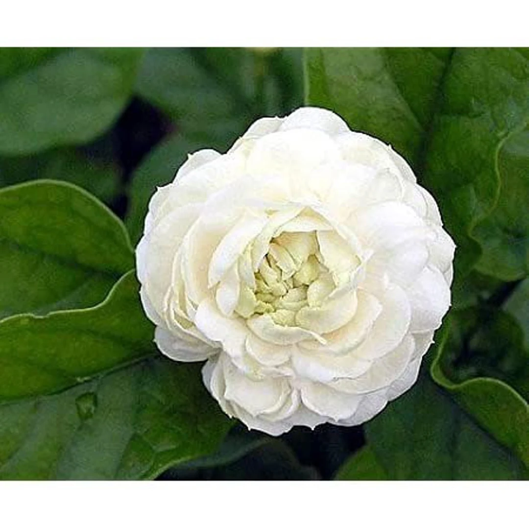 Arabian jasmine