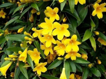 Yellow Jasmin