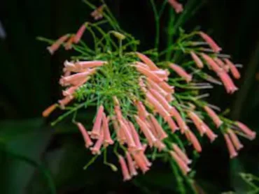 Firecracker Pink Plant