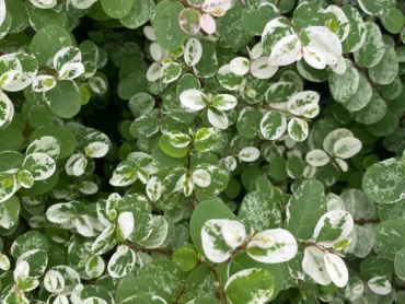 Snowbush