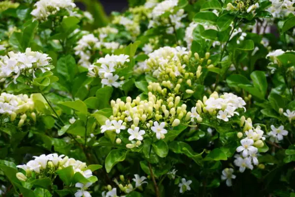 Maramulla/Kaminimulla