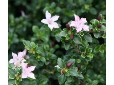 Snow Rose Plant