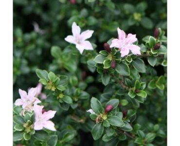 japanese-box-thorn-plant japanese-box-thorn-plant