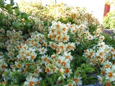 Lemon Vine