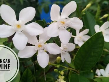 Sri Lankan Jasmine