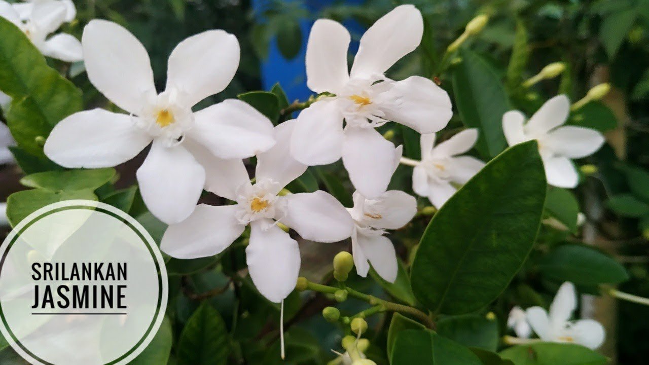 Sri Lankan Jasmine