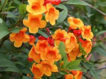 Tecoma Mixed Colour