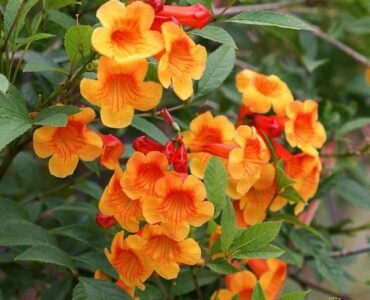 nurserylive-plants-tecoma-shrub-orange-plant-16969375711372 nurserylive-plants-tecoma-shrub-orange-plant-16969375711372