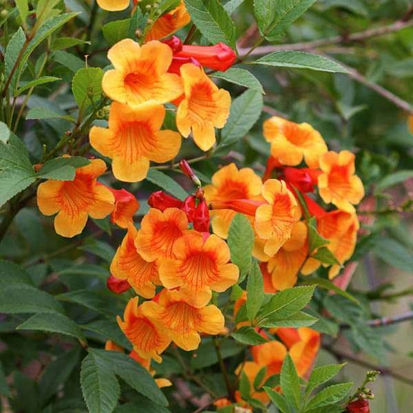 Tecoma Mixed Colour